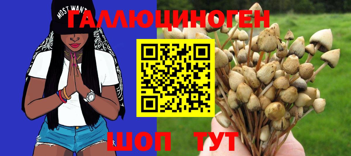 закладка  Псилоцибиновые грибы GOLDEN TEACHER  Псилоцибиновые грибы Psilocybe  Вход с VPN  Гудермес 